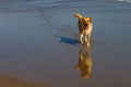 beach dog reflection Royalty Free Stock Photo