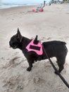 Beach dog vacation french Bulldog lucy loved Daytona beach Royalty Free Stock Photo