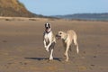 Beach dogs Royalty Free Stock Photo