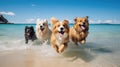 beach dogs holiday Royalty Free Stock Photo