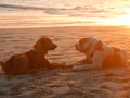 Beach dogs at sunset Royalty Free Stock Photo