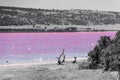 Beach with drift wood of the Pink Lake next to Gregory in Western Australia colored in black white and pink