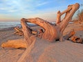 Beach Driftwood Michigan Royalty Free Stock Photo