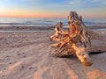 Beach Driftwood Sunset Michigan Royalty Free Stock Photo