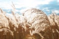 Beach dry grass, reeds, stalks blowing in the wind at golden sunset light, horizontal, blue sky on background. Nature Royalty Free Stock Photo