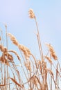 Beach dry reeds on a blue sky background. Autumn yellow reed stems. Blue sky with dry golden reed grass Royalty Free Stock Photo