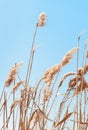 Beach dry reeds on a blue sky background. Autumn yellow reed stems. Blue sky with dry golden reed grass Royalty Free Stock Photo
