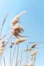 Beach dry reeds on a blue sky background. Autumn yellow reed stems. Blue sky with dry golden reed grass Royalty Free Stock Photo