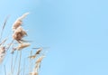 Beach dry reeds on a blue sky background. Autumn yellow reed stems. Blue sky with dry golden reed grass. Copy space Royalty Free Stock Photo