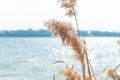 Beach dry reeds on a blue water background. Autumn yellow reed stems. Blue river with dry golden reed grass