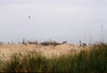 Beach Dunes - Still Life Royalty Free Stock Photo