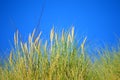 Beach dunes in Summer Royalty Free Stock Photo