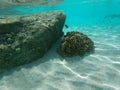 The `Ensenada Grande` beach in Baja California Sur Royalty Free Stock Photo