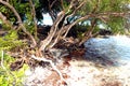 Beach erosion Royalty Free Stock Photo