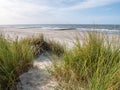 Beach and European marram grass or beachgrass, Ammophila arenaria, at North Sea coast of Vlieland, Netherlands Royalty Free Stock Photo