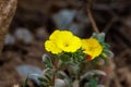 Beach evening primrose (Camissoniopsis cheiranthifolia), also known as beach suncup