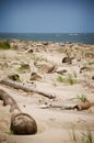 Beach with Fallen Palm Trees