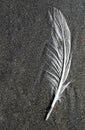 Beach Feather Royalty Free Stock Photo