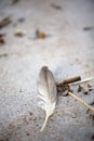 Beach feather Royalty Free Stock Photo