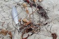 Beach feather seaweed Royalty Free Stock Photo