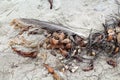 Beach feather seaweed Royalty Free Stock Photo