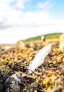 Beach Feather Royalty Free Stock Photo