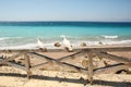 Beach with fence and 2 seagulls Royalty Free Stock Photo