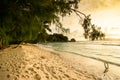 Beach with filao (Casuarina equisetifolia) and coconut palms in Seychelles at dusk with sunset Royalty Free Stock Photo