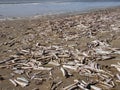 Beach filled with Atlantic jackknife clams Royalty Free Stock Photo