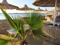 The beach of a five star hotel, with thatched umbrellas and sun loungers, by the sea, with a green palm tree. The photo was taken Royalty Free Stock Photo