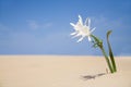 Beach flower