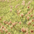 Beach flower art on canvas background