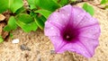 beach flower in hikkaduwa srilanka