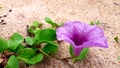 beach flower in the hikkaduwa beach srilanka