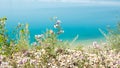 Beach Flowers