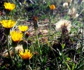 Beach flowers Royalty Free Stock Photo