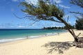 Beach framed by a tree Royalty Free Stock Photo