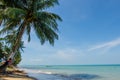 Beach frontage with coconut trees and sunshine line.