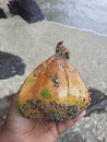 Beach fruit or Buah Pantai at Jikomalamo of Ternate City
