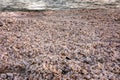 Beach full of differeent shells on a beach in Florida Royalty Free Stock Photo