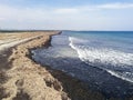 Beach full of dry seaweeds by the shore