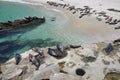 Beach full of seals