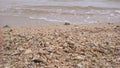 The beach is full of small, wavy coral sand