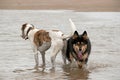 Beach fun Royalty Free Stock Photo