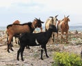 Beach Goats Royalty Free Stock Photo