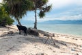 Beach Goats Royalty Free Stock Photo