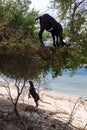 Beach Goats Royalty Free Stock Photo