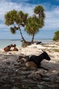 Beach Goats Royalty Free Stock Photo