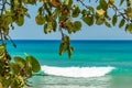 Beach grape growing near oceanfront