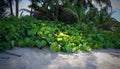 Beach grapes plants and palm trees next to the beach